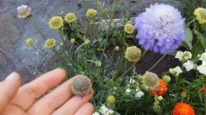 Скабиоза в моем саду