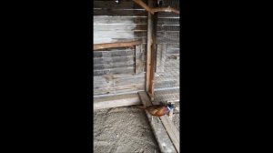 Королевский фазан.Драки у фазанов!