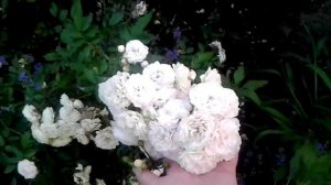 Многолетние цветы для дачи. Садовые цветы. Многолетние растения. Цветы многолетники. Цветоводство