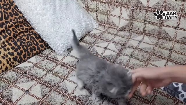 Как очистить мебель от шерсти быстро и просто Дай ЛАПУ! смотреть онлайн