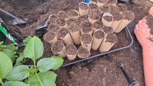 How to grow poor mans orchid Schizanthus from seed guaranteed results Part 2 смотреть онлайн