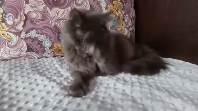 № 2099А* кошка Мейн-Кун голубой солид (а), 9,5 месяцев. смотреть онлайн