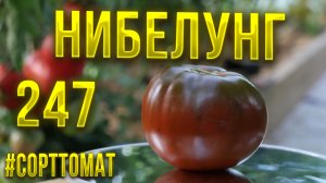 247 Нибелунг, Видеообзор экзотических томатов. Сорттомат