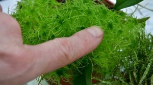 Мхи: сфагнум, дикран и плевроциум