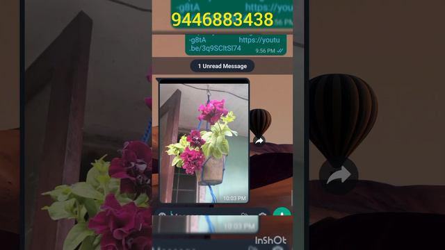 നാടൻ Petunia Mutipetal Restocked... 9446883438 Watsup Me..