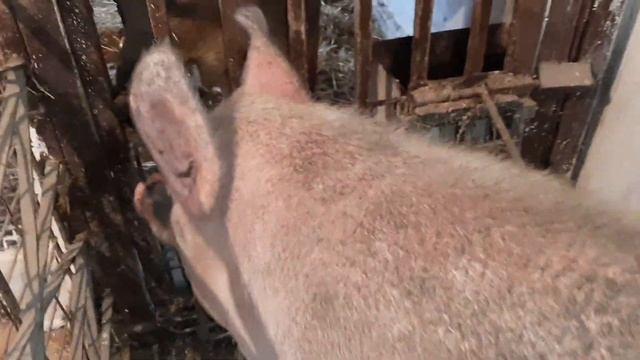 КАК ОПРЕДЕЛИТЬ ЧТО СВИНОМАТКА ГОТОВА К СПАРИВАНИЮ. смотреть онлайн