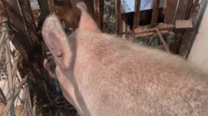 КАК ОПРЕДЕЛИТЬ ЧТО СВИНОМАТКА ГОТОВА К СПАРИВАНИЮ.