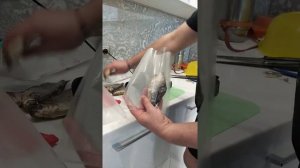 Вакууматор для продуктов, рыбы. Как сохранить таранку.