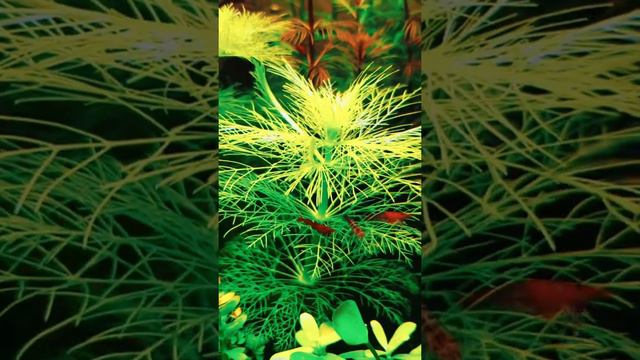 Запуск аквариума на грунте Проппант, ISTA Premium soil, Tropica Aquarium Soil смотреть онлайн