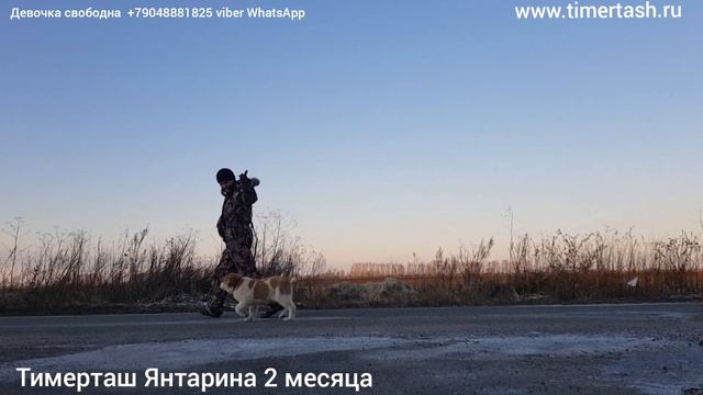 Тимерташ Янтарина (свободна) 2 месяца Доставка по всему миру +79048881825 viber WhatsApp Ещё больш смотреть онлайн