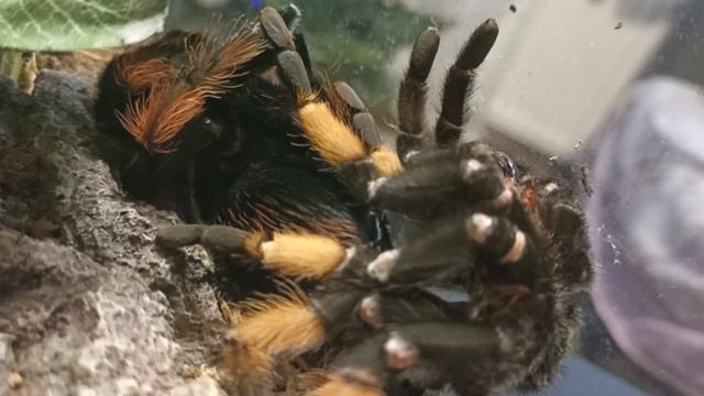 Паук-птицеед линяет. Brachypelma emilia. смотреть онлайн