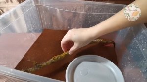 Как сделать террариум для улиток ахатин, архахатин и кубинцев. Как сделать вентиляцию в моллюскарии