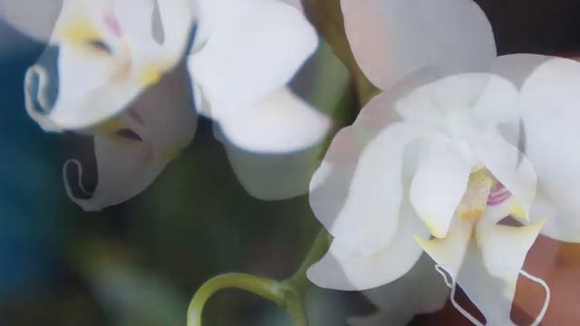 Orchid - Water Culture Tips & Care | Sanderiana Alba X Aphrodite | Primary Hybrid