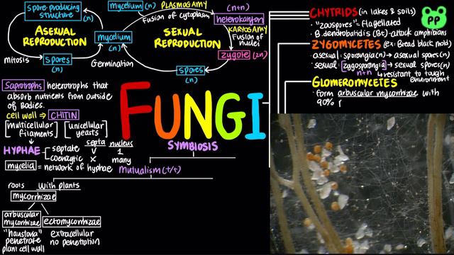 Fungi | Evolution & Phylogeny 06 | Biology | PP Notes | Campbell 8E Ch. 31 смотреть онлайн