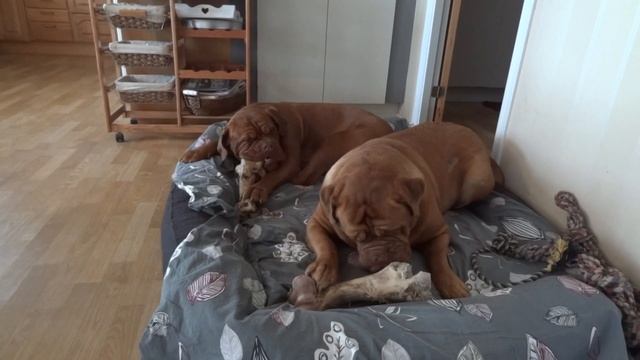 French Mastiff´s Sophie & Morgan chewing on very large dog bones смотреть онлайн