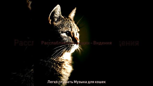 Мечты (Расслабляющие кошки) смотреть онлайн