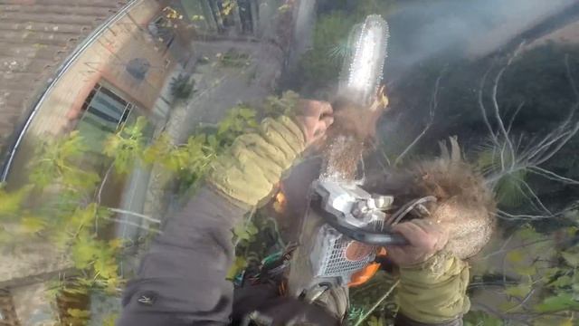 Fire Races Toward Arborist at Top of Palm Tree || ViralHog смотреть онлайн