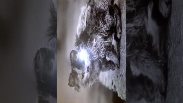 Уродливый кот????? смотреть онлайн