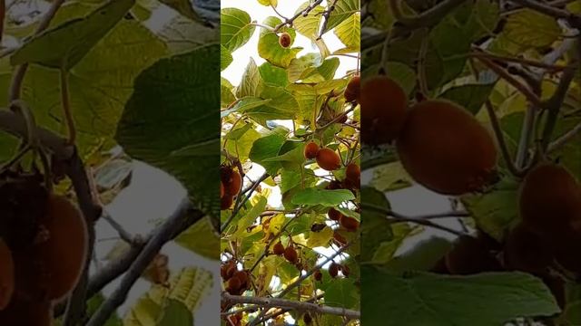 Kiwi?  Actinidia  Deliciosa HAYWARD | Киви ? Актинидия ХЕЙВОРД  #shorts #fruit смотреть онлайн