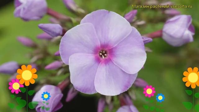 Флокс метельчатый Ярославна. Краткий обзор, описание характеристик phlox paniculata Iaroslavna смотреть онлайн