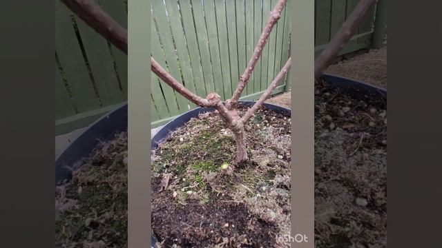 Весенняя обрезка гортензии Ранний Гарри (Early Harry). смотреть онлайн