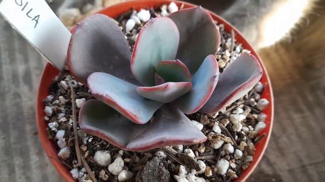 Hermosa Echeveria Gila Y Sus Cuidados