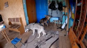 Волки загорают на ковриках. Блогера душит местный смотрящий ! Щенки питбули драгон лайф