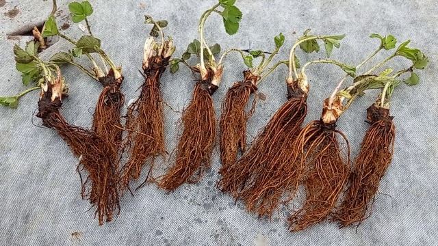 Фриго, обработка саженцев перед посадкой смотреть онлайн