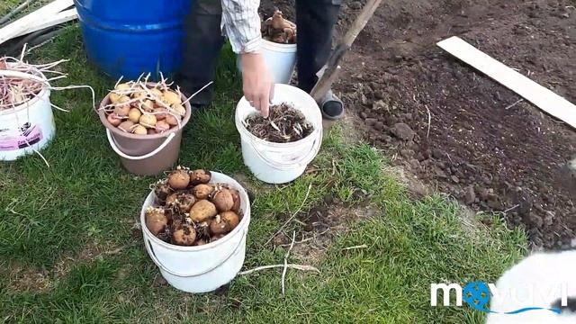 Обновление сорта и посадка с биогумусом картофеля. смотреть онлайн