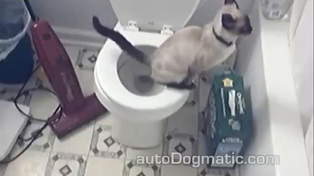 Zeke the Cat Toilet Training смотреть онлайн