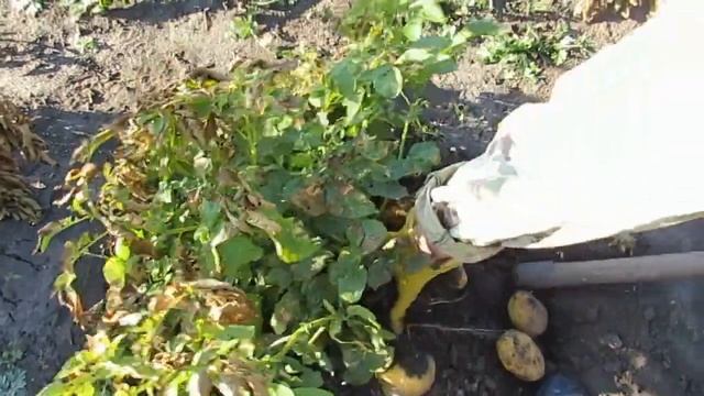 Картошка 2019г сорт Джелли смотреть онлайн