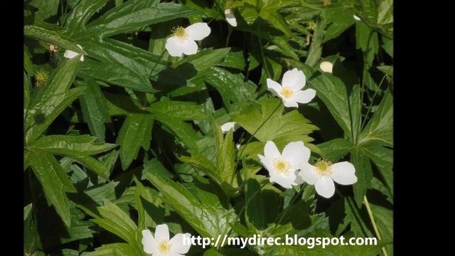 Цветы для релаксации и антистресса-Flowers for Relaxation смотреть онлайн