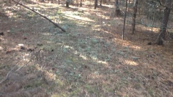 НАШЁЛ СВОЮ ПОЛЯНУ ГРИБОВ! Забрался туда, где ещё не был! ЛЕС И ГРИБЫ! mushroom hike.