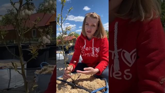 Как и зачем обрывать цветки у голубики смотреть онлайн