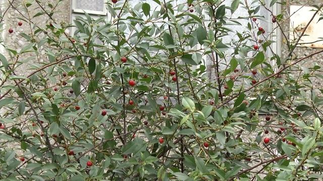 Обидно до слёз. В Ревде при строительстве тротуара сломали деревья и кустарники смотреть онлайн