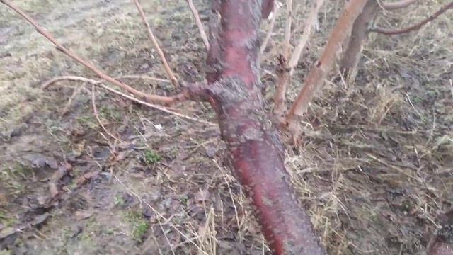 летний солнечный ожог на скелетных ветках черешни. смотреть онлайн