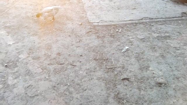 Кормлю уток огурцами смотреть онлайн