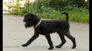 Бельгийский гриффон