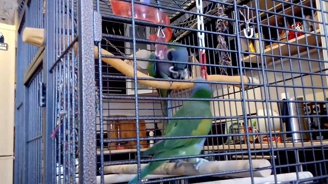 Китайские кольчатые попугаи - жадины2 смотреть онлайн