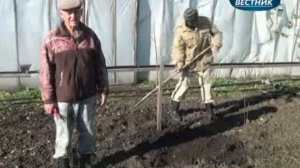 «В помощь садоводам» Посадка черешни и  абрикоса