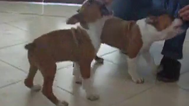 almost 3 months - XS STAFF "G" LITTER смотреть онлайн