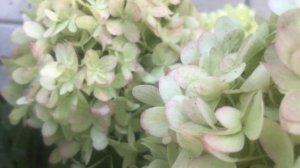 Гортензия Селекшн