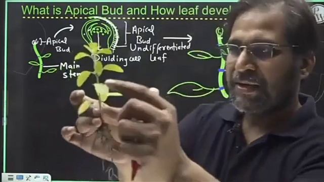 Showing of apical bud,axillary bud,branch,node by Tarun Sir смотреть онлайн
