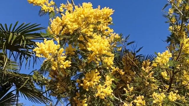 мимоза смотреть онлайн