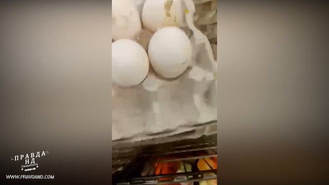 ОВИДИОПОЛЬСКОЕ "СИЛЬПО" ТОРГУЕТ ЧЕРВИВЫМИ ЯЙЦАМИ! смотреть онлайн