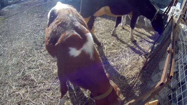 ПОЧЕМУ КОРОВА ХУДАЯ? ВЕС ТЕЛЯТ В РАЗНОМ ВОЗРАСТЕ.КОРМЛЕНИЕ ТЁЛОЧЕК.ПРОДАЖА БЫЧКА ПАНДЫ.