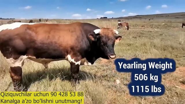 Buqalar Zotlari Va Ko'rinishi  Qiziquvchilari Uchun 90 428 53 88.mp4