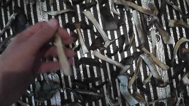 Самодельная сушилка для грибов в квартире смотреть онлайн