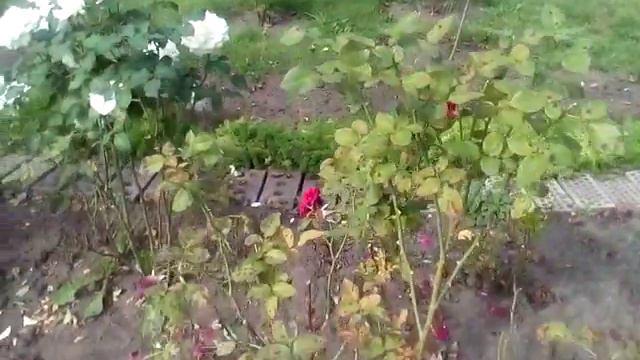 Розы.Барнаул смотреть онлайн