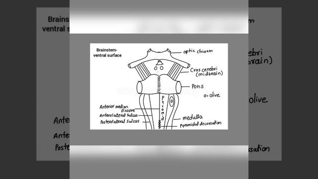 Brainstem sections: How to draw- part 1 смотреть онлайн